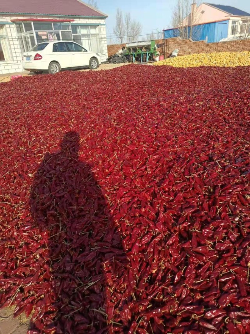 通辽地区干辣椒️北京红千斤红鲁红大量上市