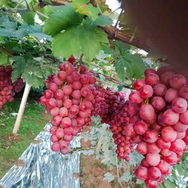 精品红提基地，肉脆味甜爽口，硬度好，果粒大