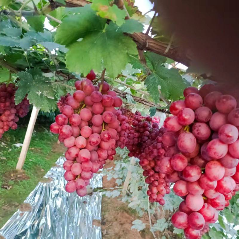 精品红提基地，肉脆味甜爽口，硬度好，果粒大