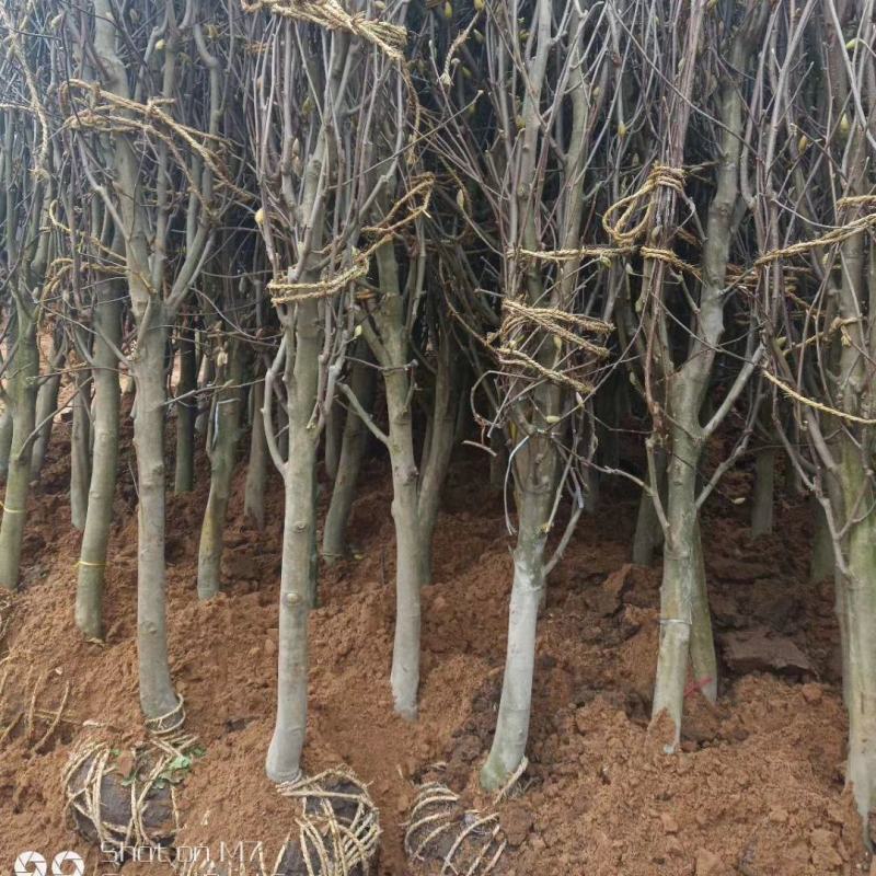 紫玉兰1~15公分树苗价格红白黄紫二乔玉兰小苗批发零售