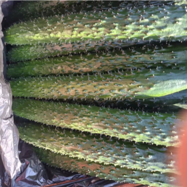 产自黄土高原的清脆可口的大棚黄瓜大量上市了，欢迎来电！