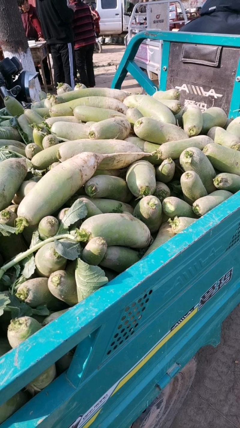周口青萝卜大量供应可水水洗加工电商货入库发市场