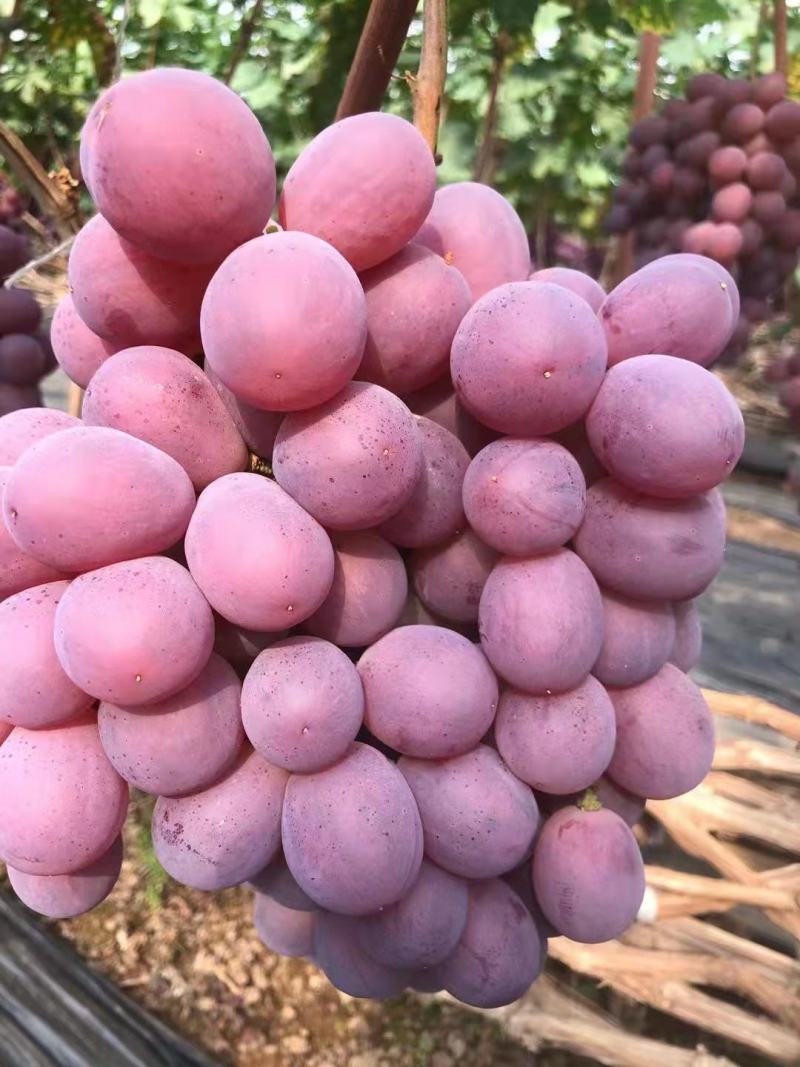精品红提基地，肉脆味甜爽口，硬度好，果粒大