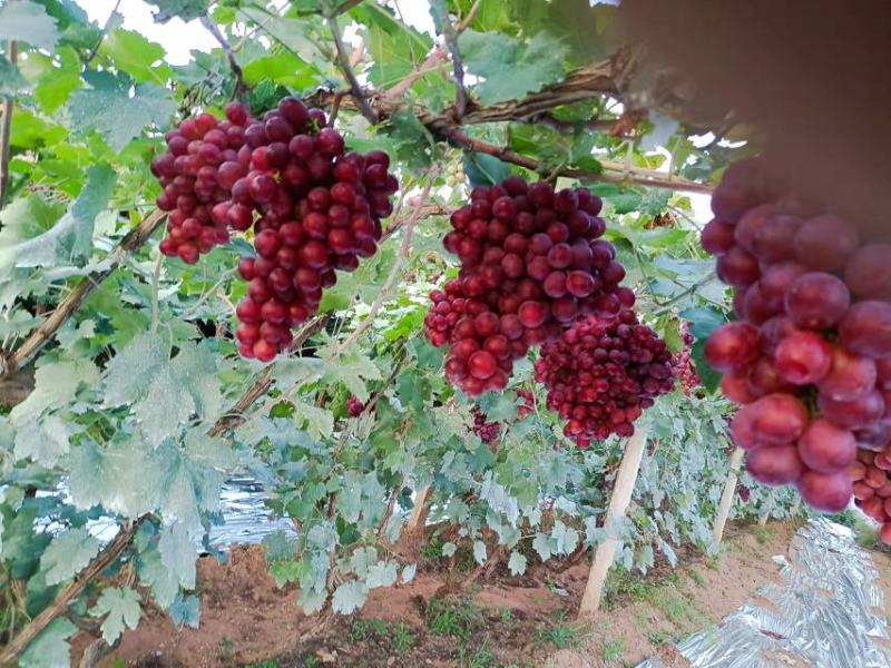 精品红提基地，肉脆味甜爽口，硬度好，果粒大