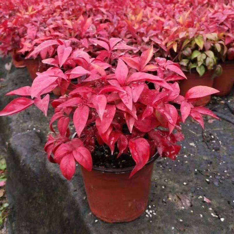 南天竹盆栽火焰南天竹盆景室内庭院观叶植物红天竹多年生易养