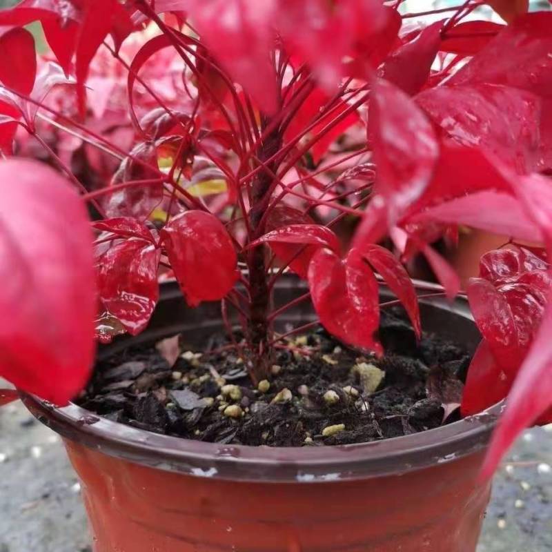 南天竹盆栽火焰南天竹盆景室内庭院观叶植物红天竹多年生易养