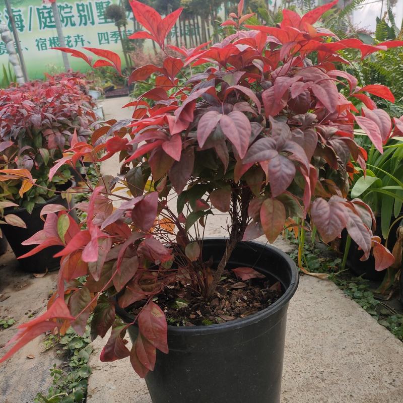 南天竹盆栽火焰南天竹盆景室内庭院观叶植物红天竹多年生易养