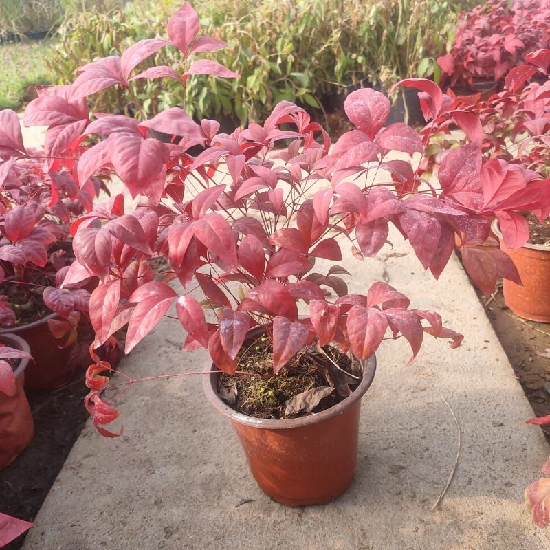 南天竹盆栽火焰南天竹盆景室内庭院观叶植物红天竹多年生易养