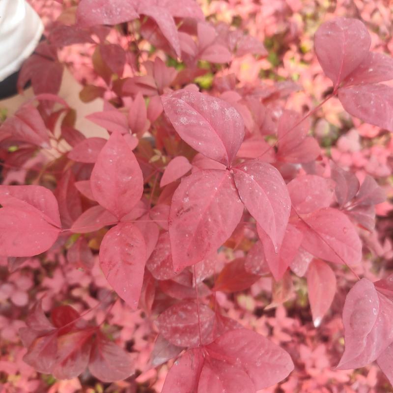 南天竹盆栽火焰南天竹盆景室内庭院观叶植物红天竹多年生易养
