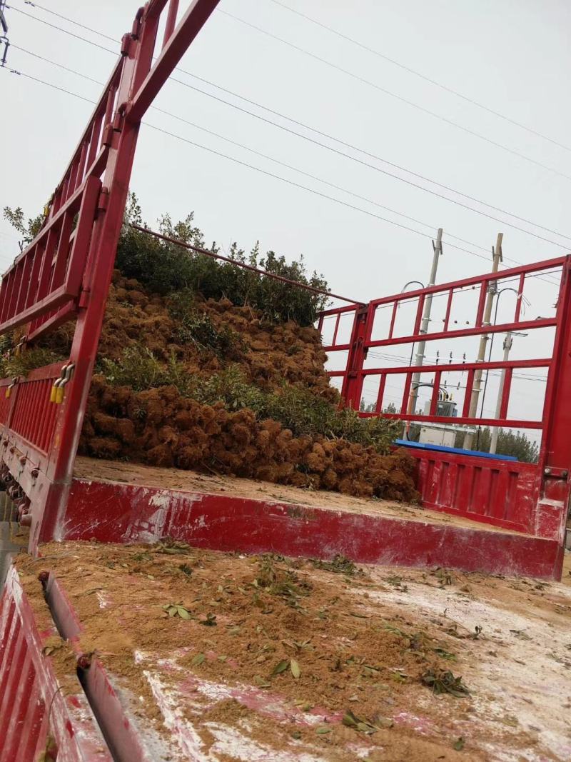 映山红杜鹃基地批发