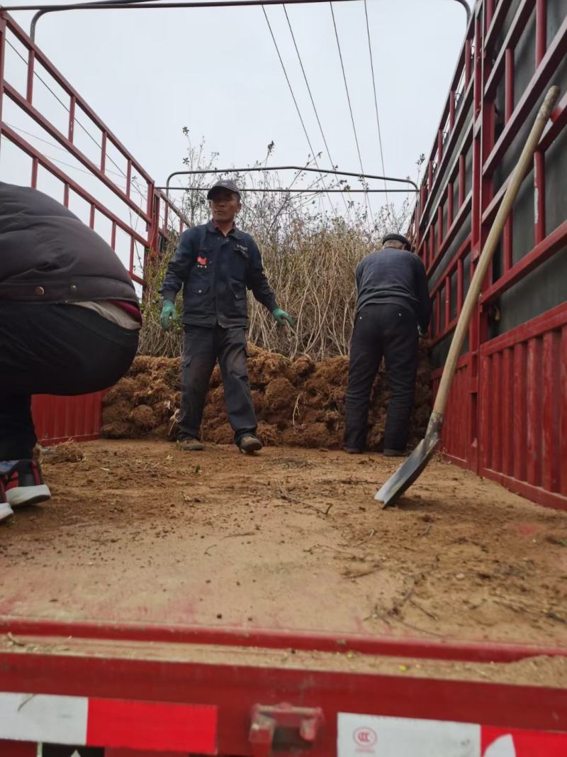 映山红杜鹃基地批发