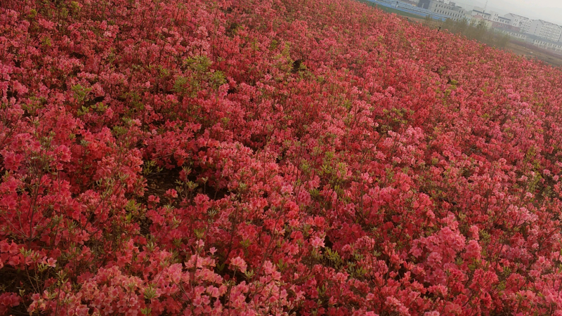 映山红杜鹃基地批发