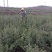 映山红杜鹃基地批发