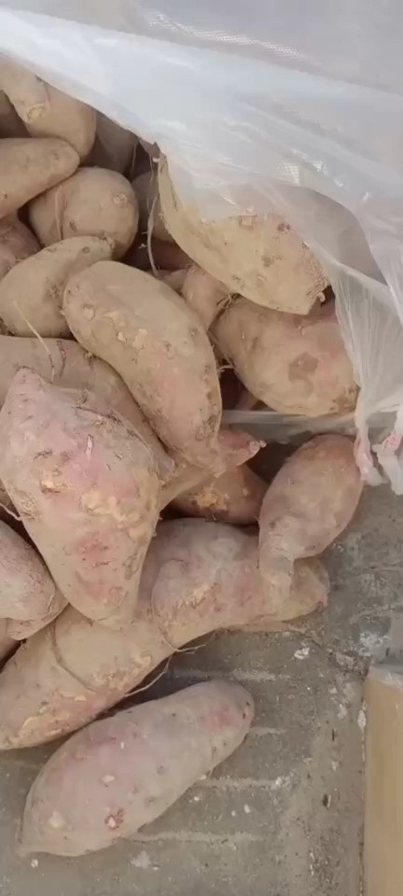 大量供应，产地直供，加工薯三两通货，产地支持各种包装