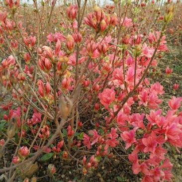 映山红杜鹃基地批发