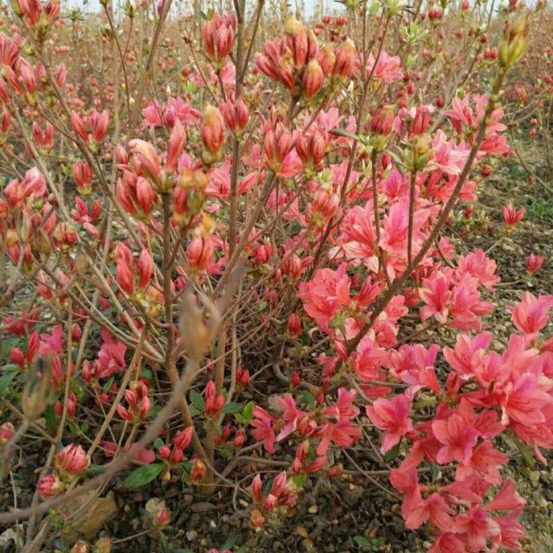映山红杜鹃基地批发