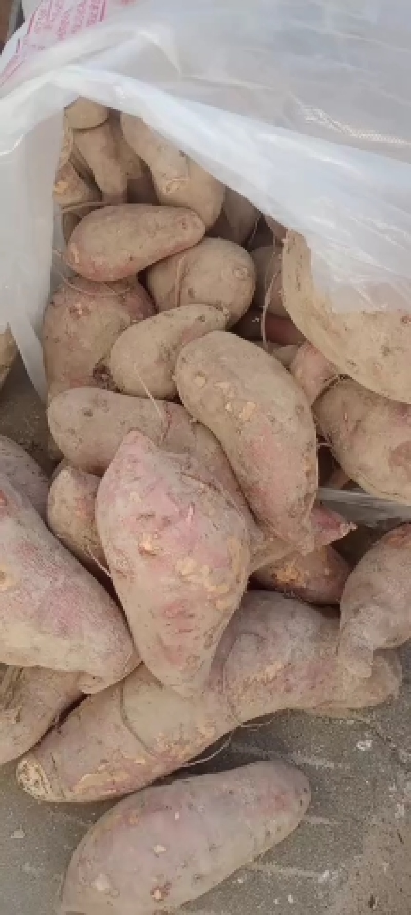 大量供应，产地直供，加工薯三两通货，产地支持各种包装