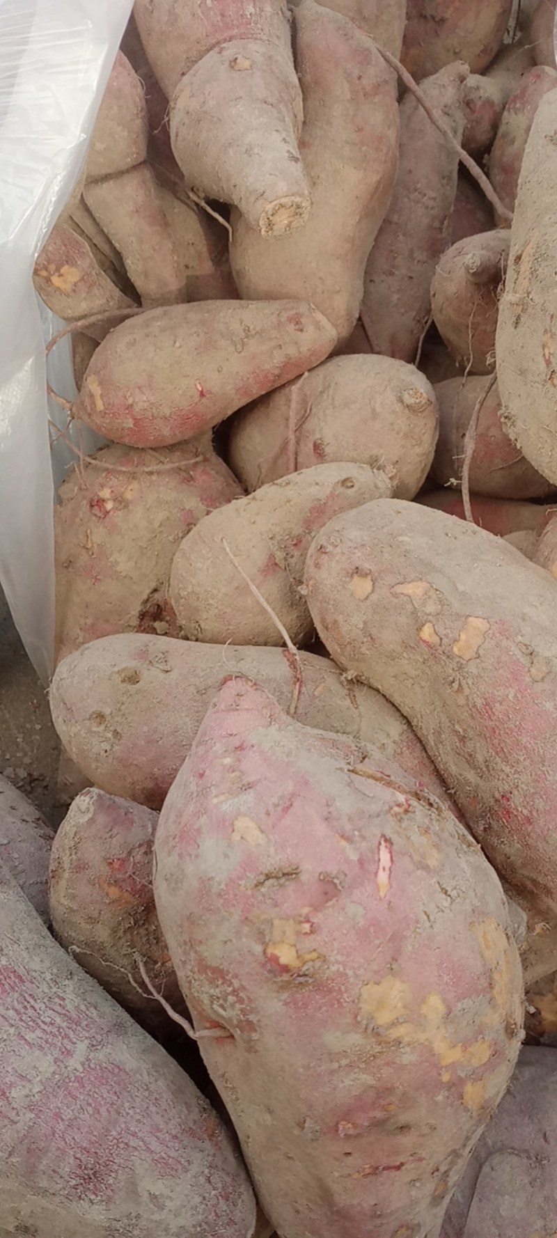 大量供应，产地直供，加工薯三两通货，产地支持各种包装