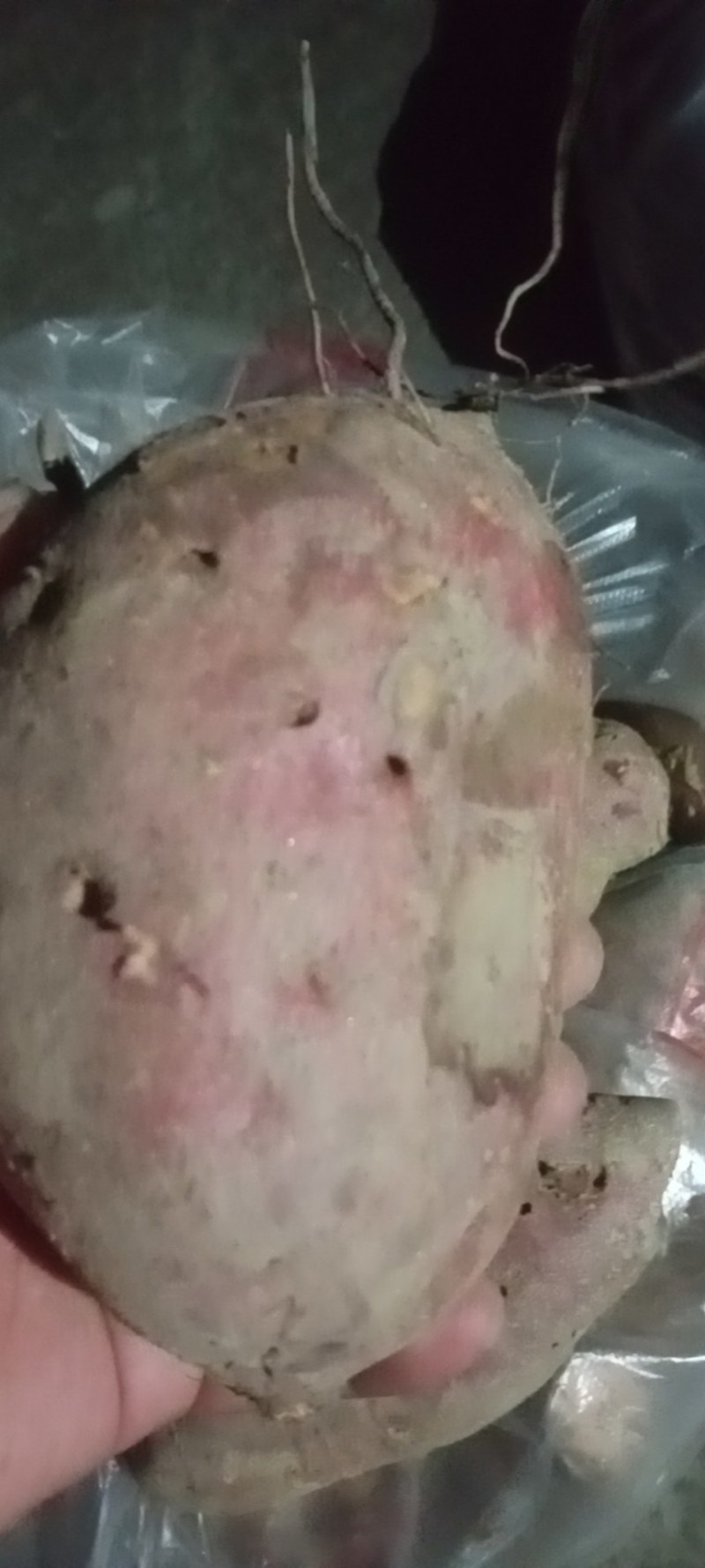 大量供应，产地直供，加工薯三两通货，产地支持各种包装