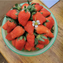 甜宝草莓，诚信代办～