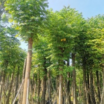 复羽叶栾树黄山栾树国庆花8-10-12-15-18