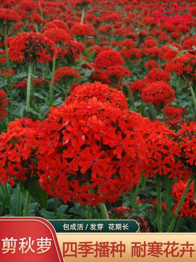 剪秋萝种子多年生花种子剪秋罗花种籽子四季易活庭院阳台花种