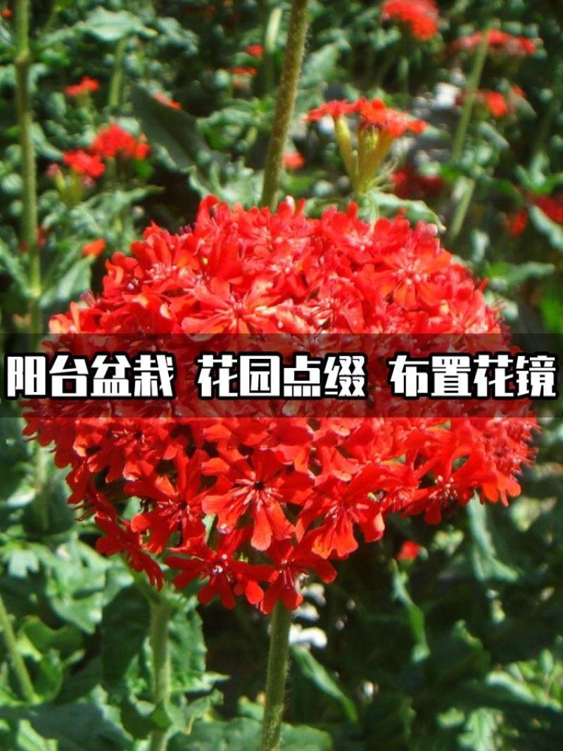 剪秋萝种子多年生花种子剪秋罗花种籽子四季易活庭院阳台花种