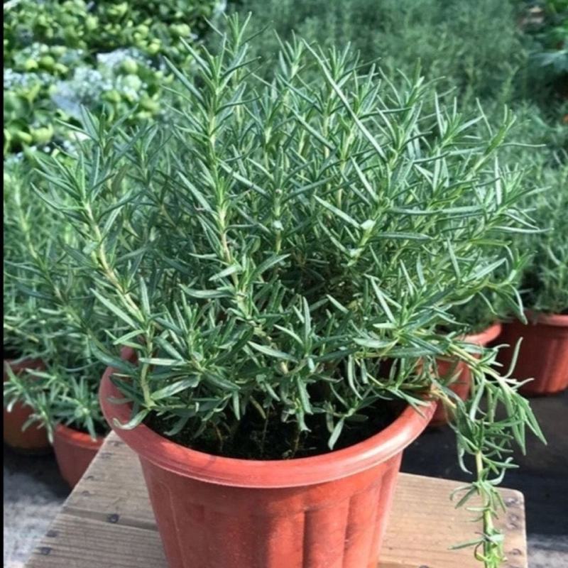 迷迭香盆栽大苗可食用,超大盆迷迭香驱蚊虫净化空气景观耐寒