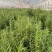 迷迭香盆栽大苗可食用,超大盆迷迭香驱蚊虫净化空气景观耐寒