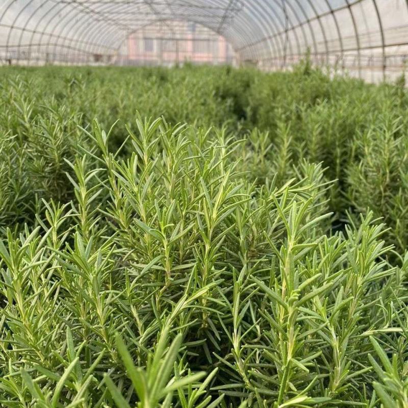 迷迭香盆栽大苗可食用,超大盆迷迭香驱蚊虫净化空气景观耐寒