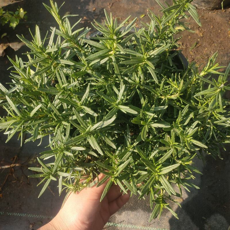 迷迭香盆栽大苗可食用,超大盆迷迭香驱蚊虫净化空气景观耐寒
