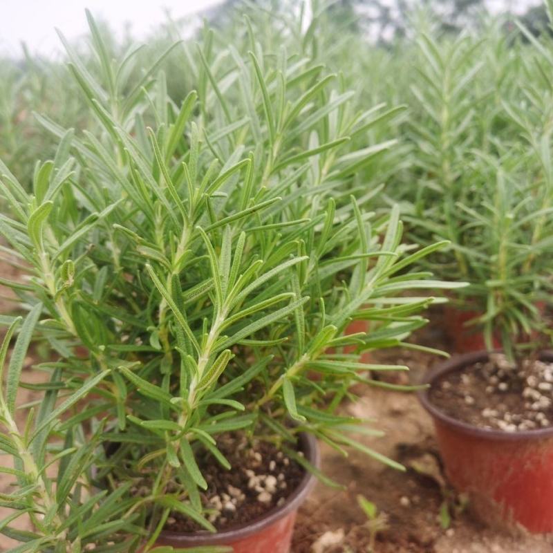 迷迭香盆栽大苗可食用,超大盆迷迭香驱蚊虫净化空气景观耐寒