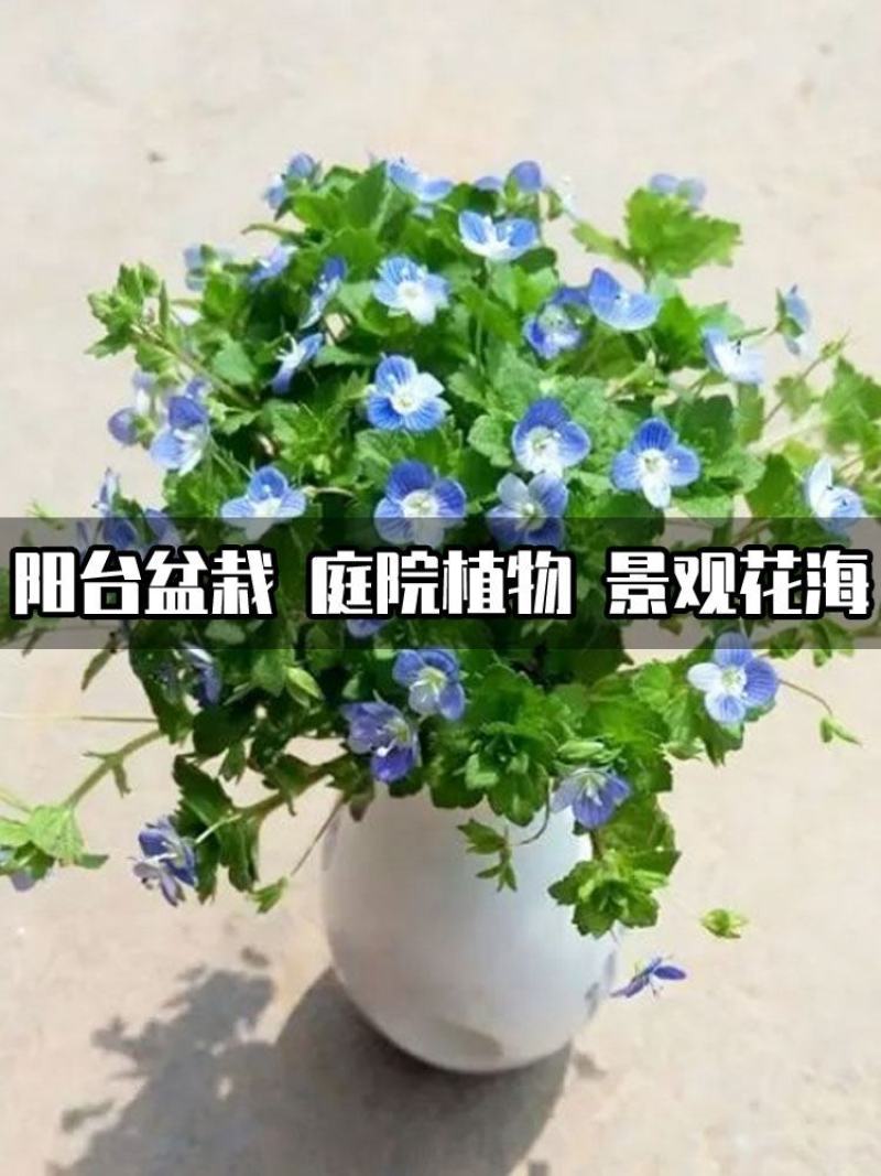 婆婆纳种子穗花婆婆纳花种四季易活庭院种植花种籽子婆婆纳种