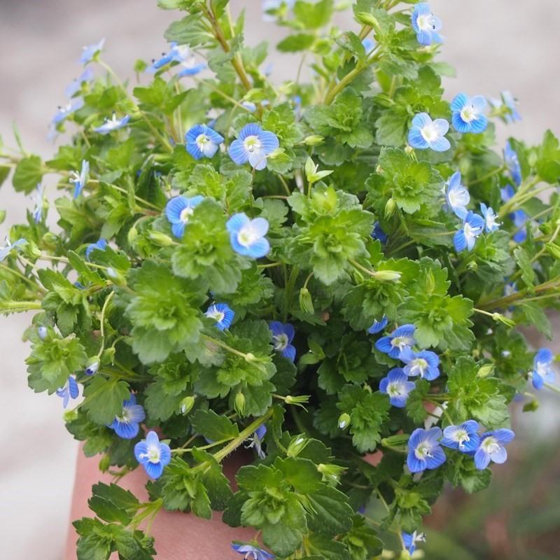 婆婆纳种子穗花婆婆纳花种四季易活庭院种植花种籽子婆婆纳种