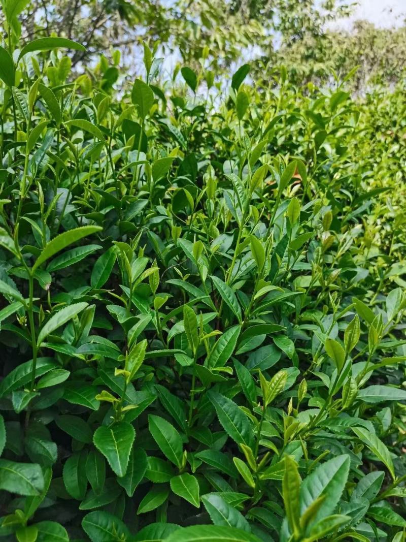 新采茶叶种子茶种籽绿茶种子西湖龙井碧罗春铁观音毛尖茶花茶