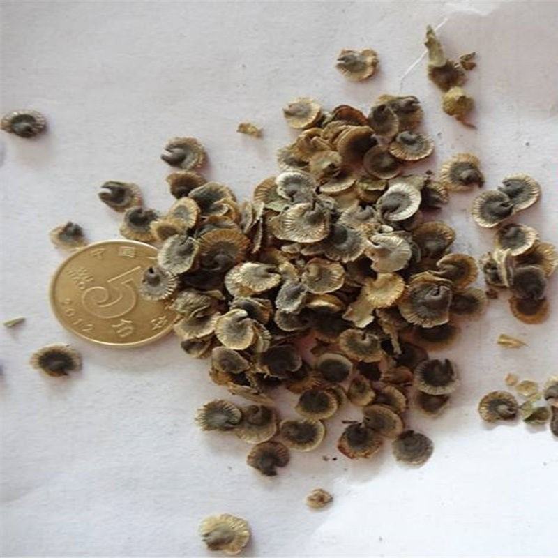 地被菊花种子籽多年生耐阴花卉耐瘠薄耐盐碱四季易种阳台盆栽