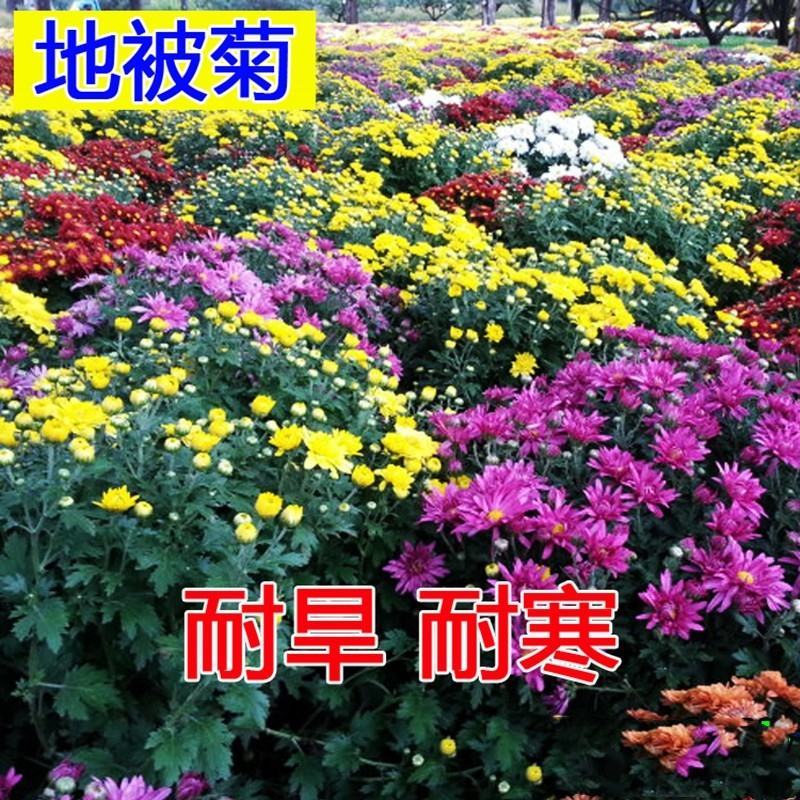 地被菊花种子籽多年生耐阴花卉耐瘠薄耐盐碱四季易种阳台盆栽