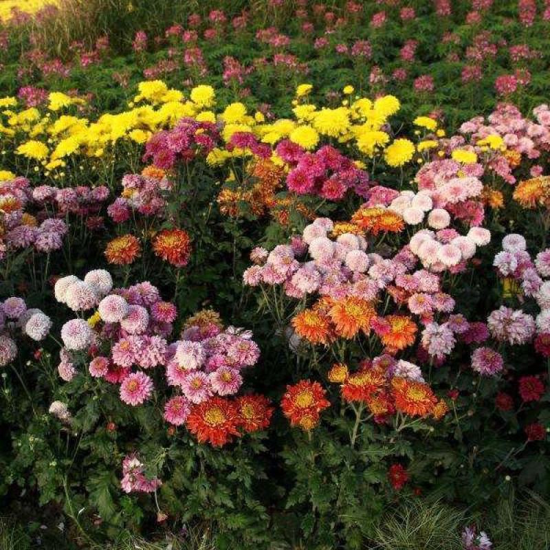 地被菊花种子籽多年生耐阴花卉耐瘠薄耐盐碱四季易种阳台盆栽
