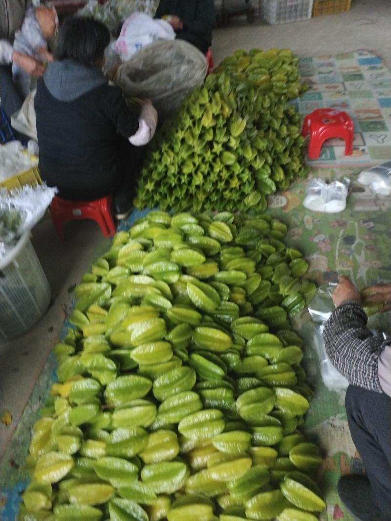 热带水果杨桃