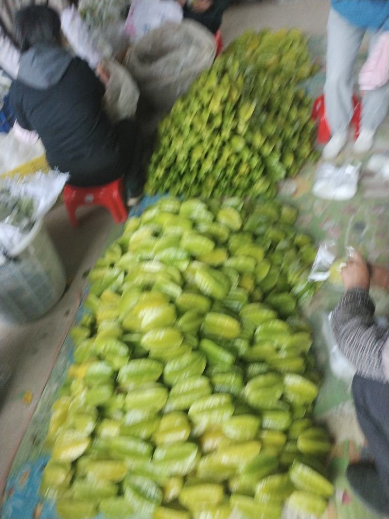 热带水果杨桃