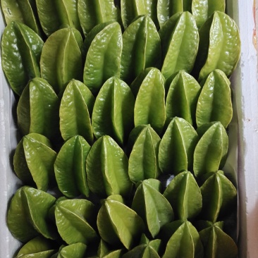 热带水果杨桃