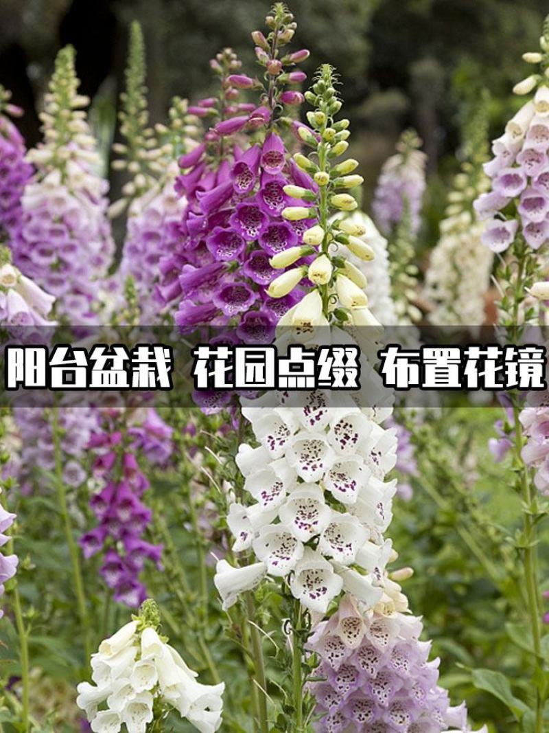 毛地黄花种籽子四季易种抗冻耐寒花卉多年生室外庭院地栽秋播