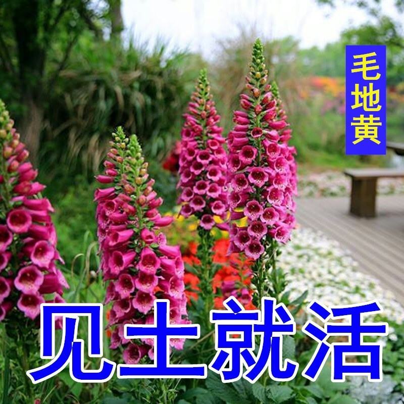 毛地黄花种籽子四季易种抗冻耐寒花卉多年生室外庭院地栽秋播