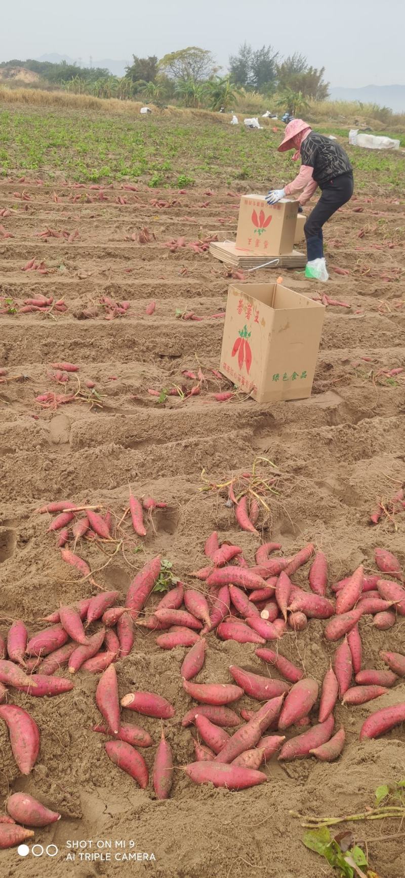 纯沙地西瓜红，都是地里现挖，发货，直供。条形很直。