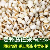 2021新米薏仁米贵州农家新薏仁苡仁大米赤小豆五谷杂粮