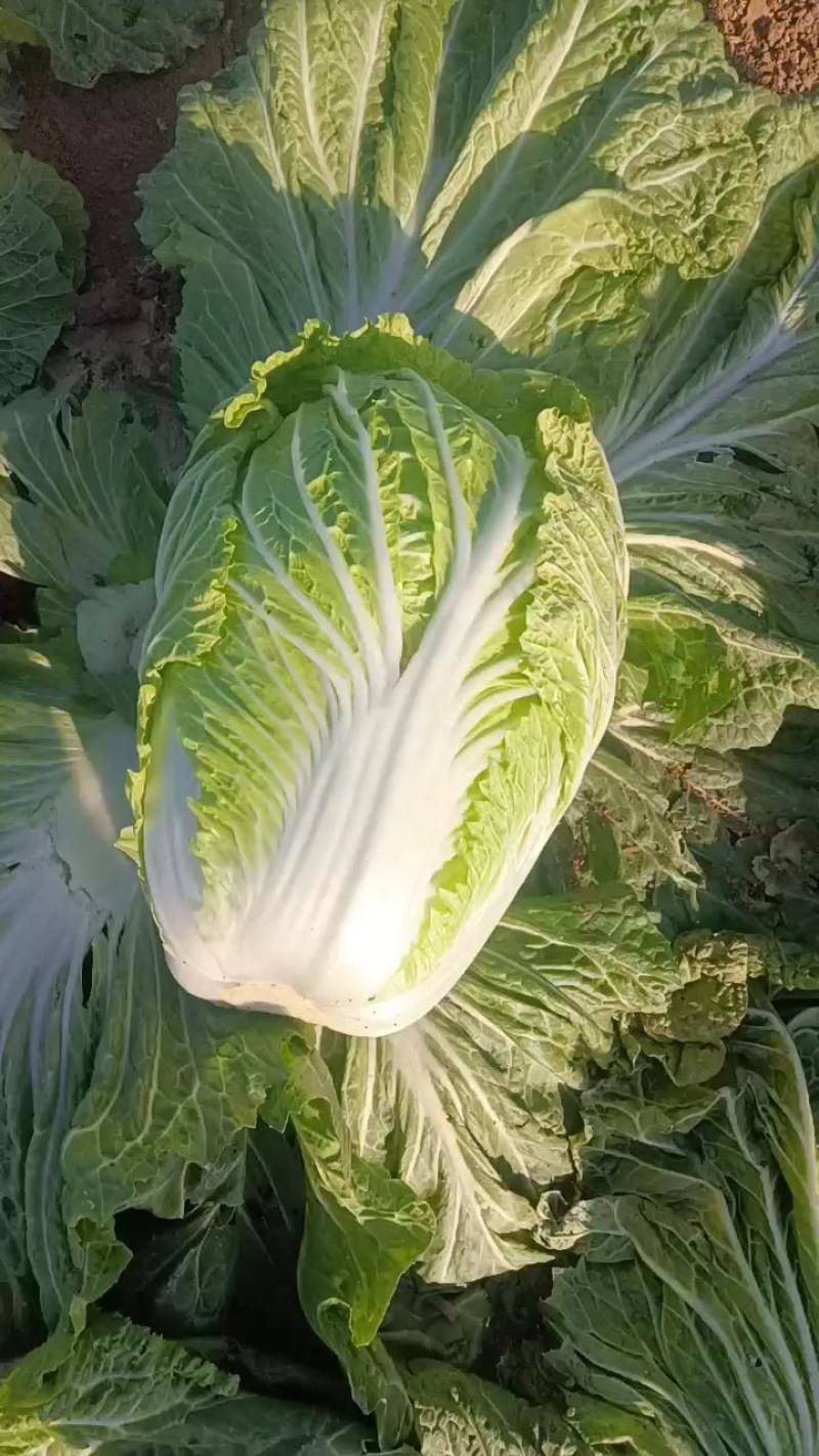 阜阳颖东区大白菜大量上市一手货源