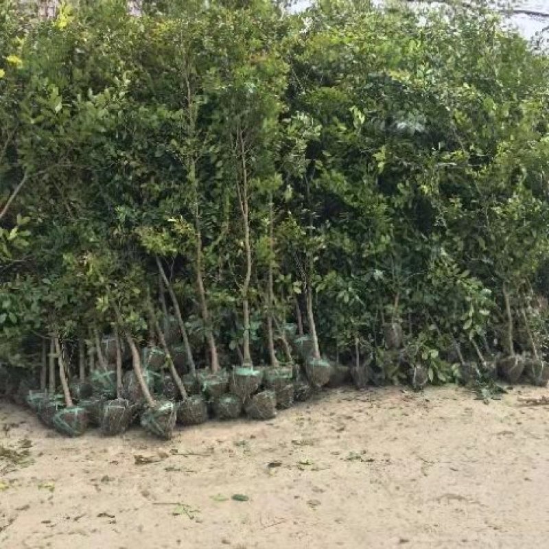 蚊母