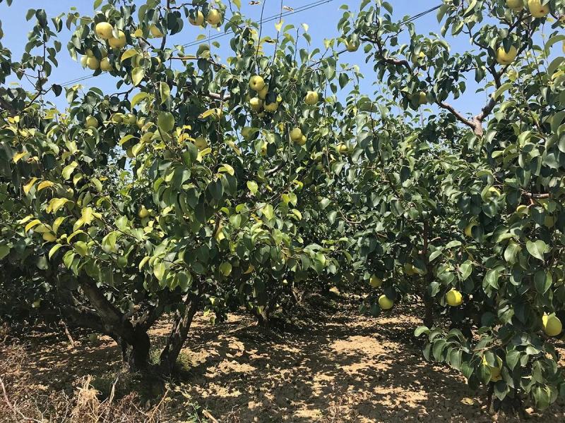 【甜水分足】山西酥梨大量上市批发诚信代办