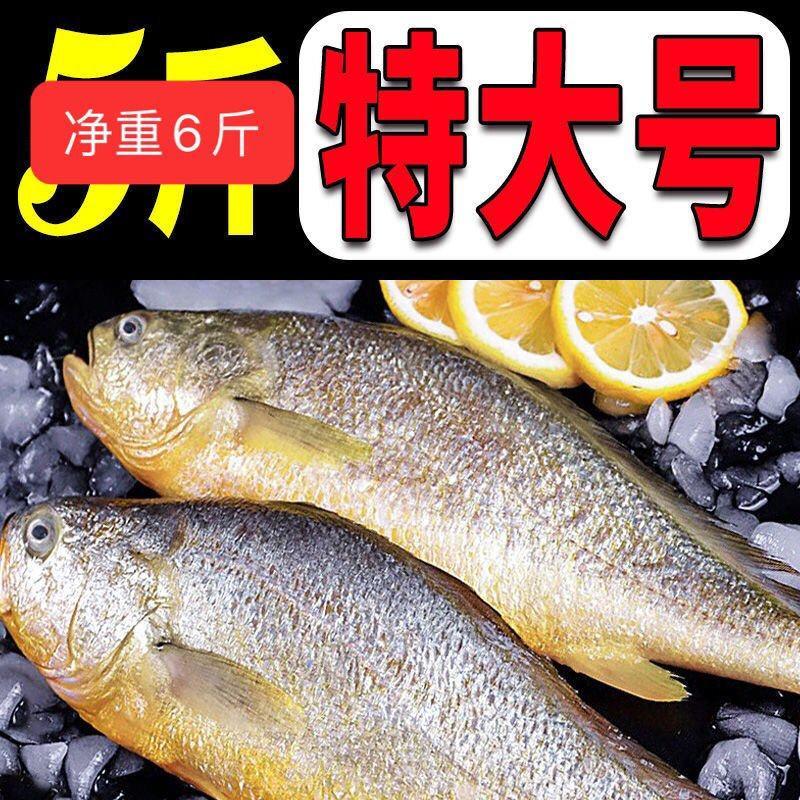 【活青岛大黄花鱼新鲜东海黄鱼冷冻大海鱼海鲜水产