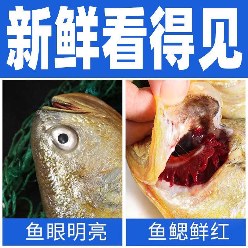 【活青岛大黄花鱼新鲜东海黄鱼冷冻大海鱼海鲜水产